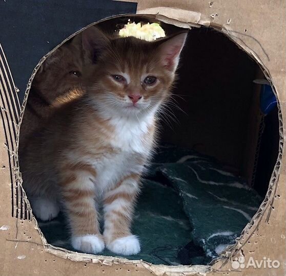 Котята бесплатно