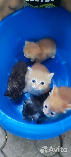 Котята