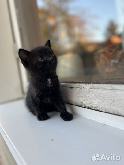 Милый маленький котенок