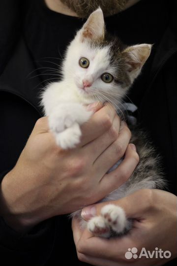 Котята девочки в добрые руки
