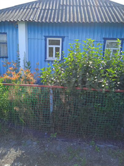 Дом 50 м² на участке 50 сот.