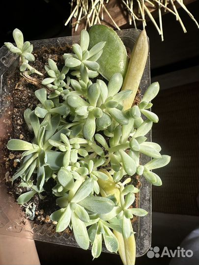 Суккуленты