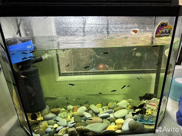 Аквариум и всё что есть в нем
