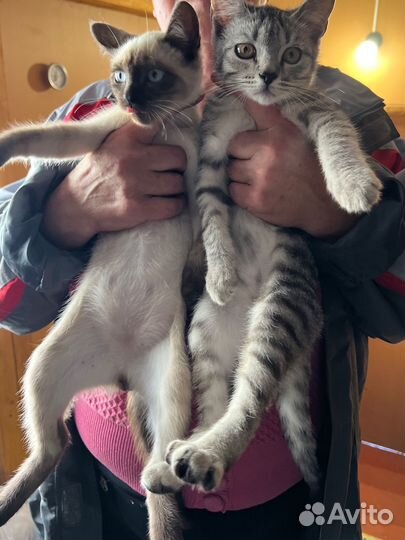 Котята девочка