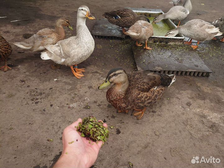 Подсадные утки