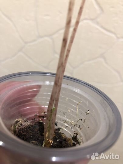 Алоказия жаклин