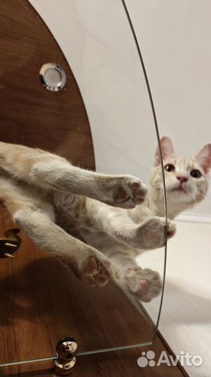 Кот в добрые руки