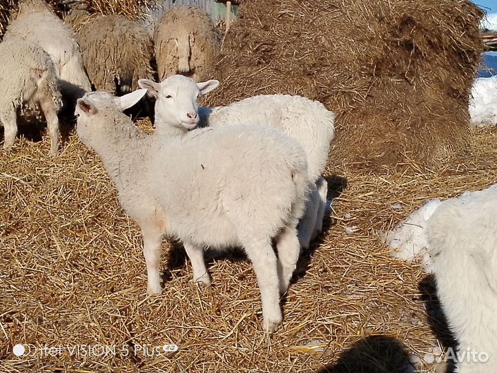 Продаю кроссов Дорпер