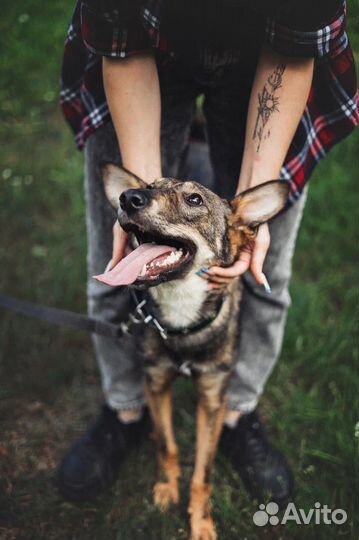 Собака в добрые руки