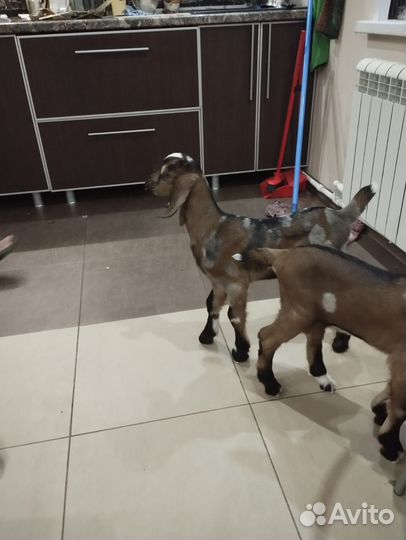 Нубийские козлята