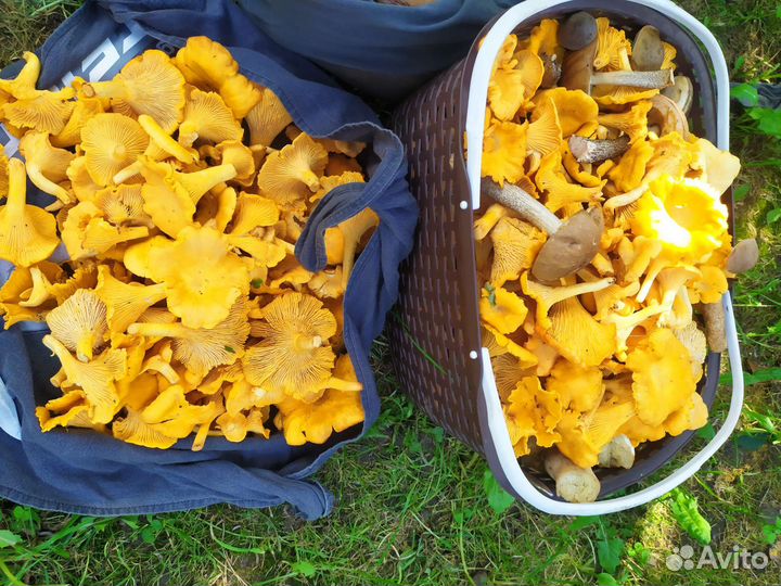 Грибы лисички