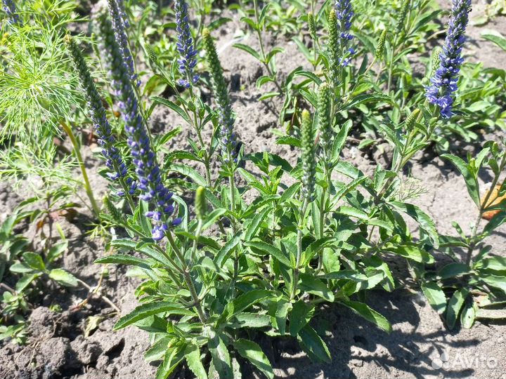 Вероника нитевидная