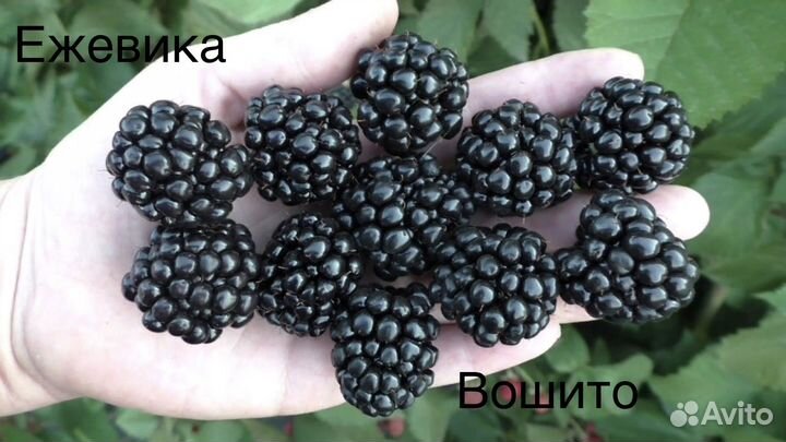 Ежевика ежемалина