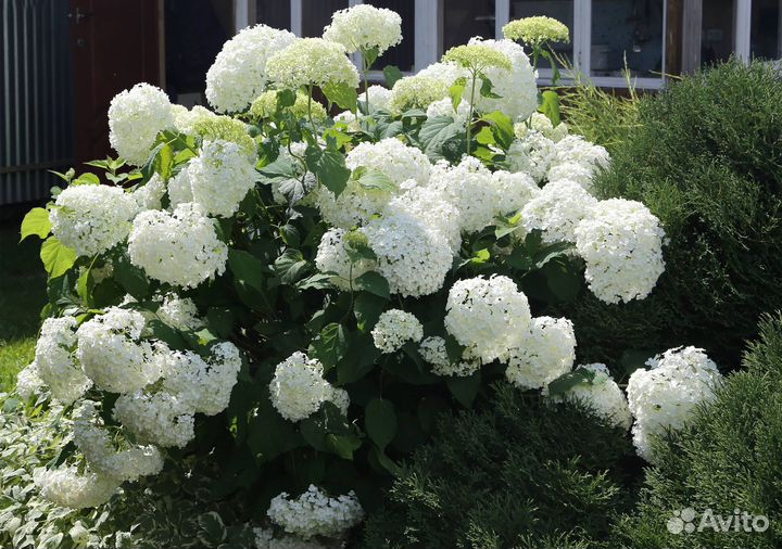 Саженцы Гортензии белой