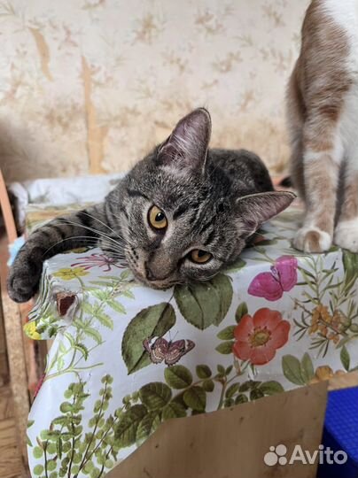 Котик в дар