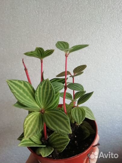 Комнатные растения разные - 2