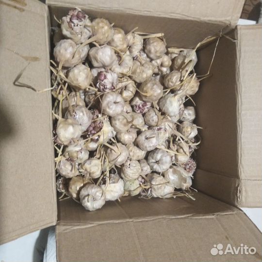 Семена чеснока сорт Богатырь