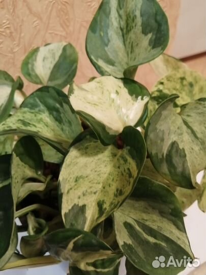 Сингониумы, сциндапсус