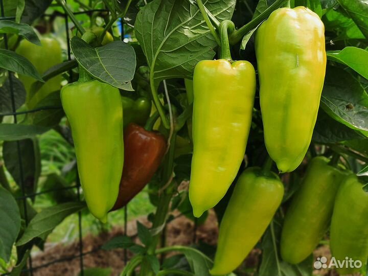 Семена перец фамилия (Болгария) 10с