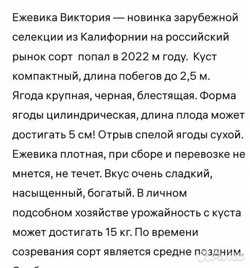 Ежевика виктория