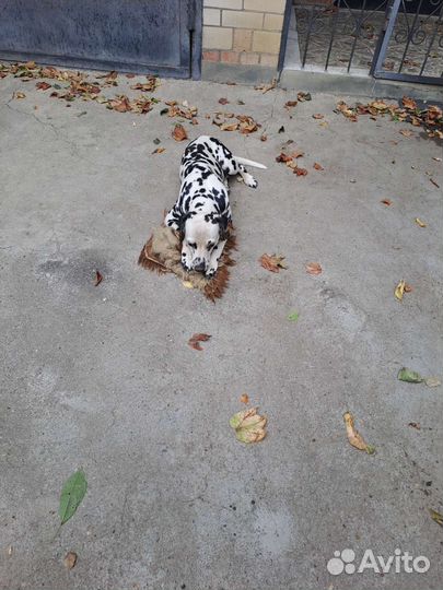 Далматин вязка