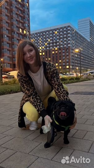 Мопс вязка мальчик