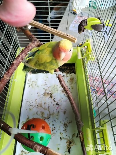 Попугай неразлучники