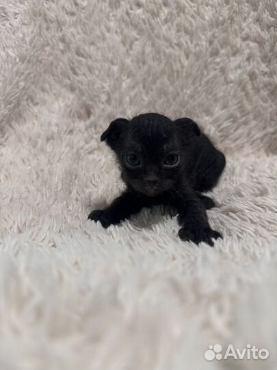 Котята сфинкс браш