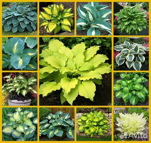 Сирень Красная Москва и другие красивые сорта