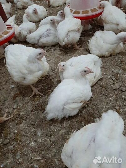 Куры бройлеры