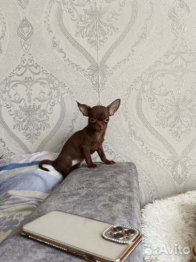 Мини чихуахуа