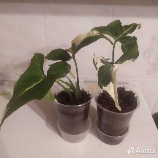 Сингониум Т-25