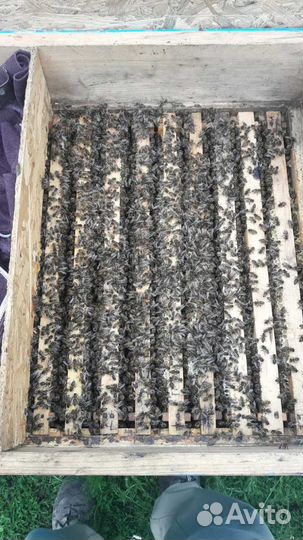 Пчелопакеты