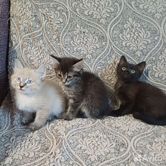 Кошки в добрые руки