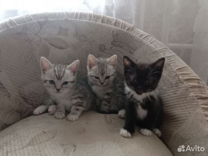 Шотландская