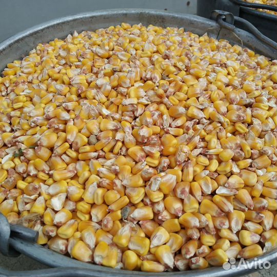 Кукуруза