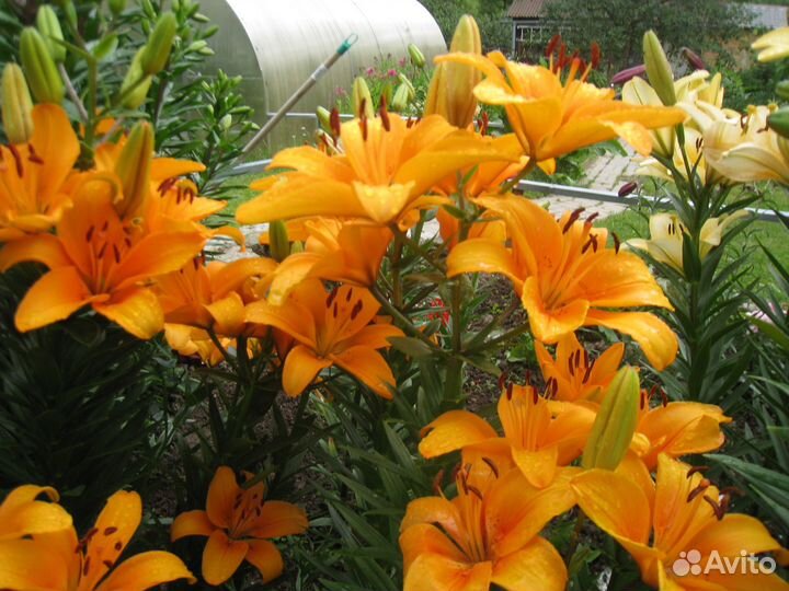 Многолетние цветы