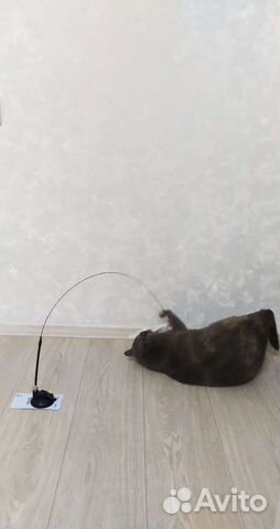 Игрушка для кошек с бубенчиком на присоске