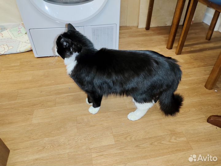 Котик ищет дом