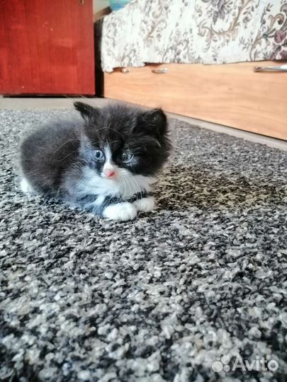 Кошки бесплатно