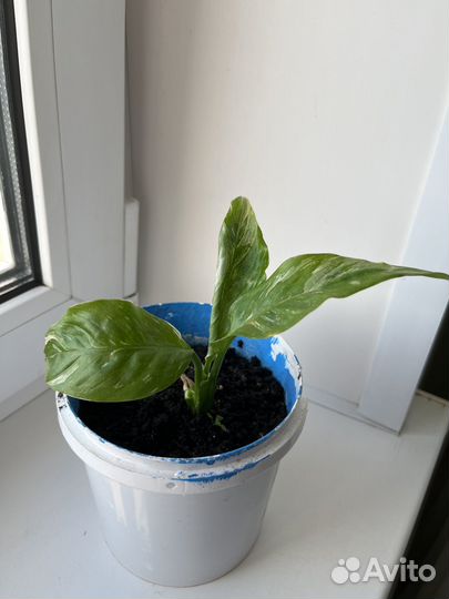 Спатифиллум