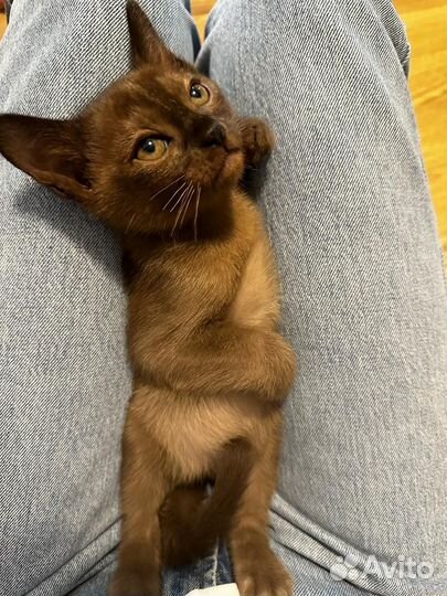 Бурманский котенок