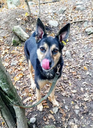 Собака в добрые руки