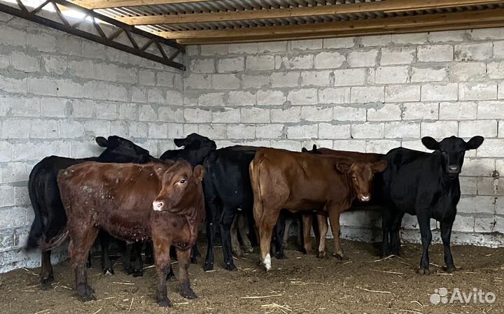 Продаются телки
