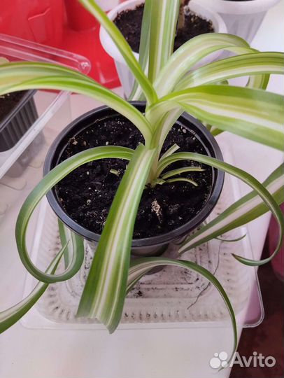 Хлорофитум Бонни кудрявый