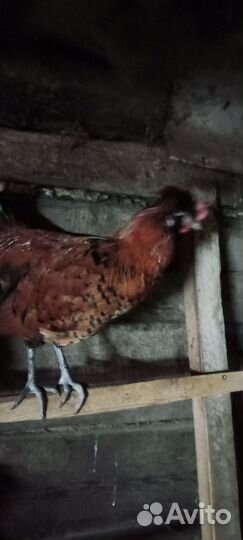 Павловское золото