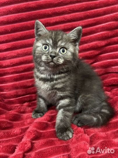 Британские котята