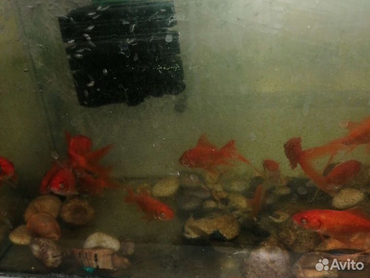 Рыба аквариумные