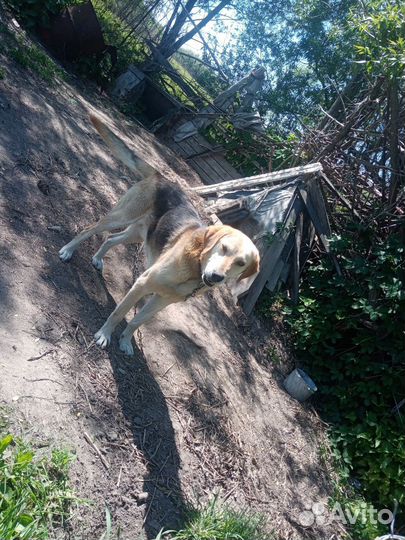 Собаки щенки