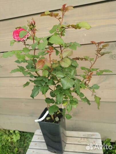 Розы флорибунда